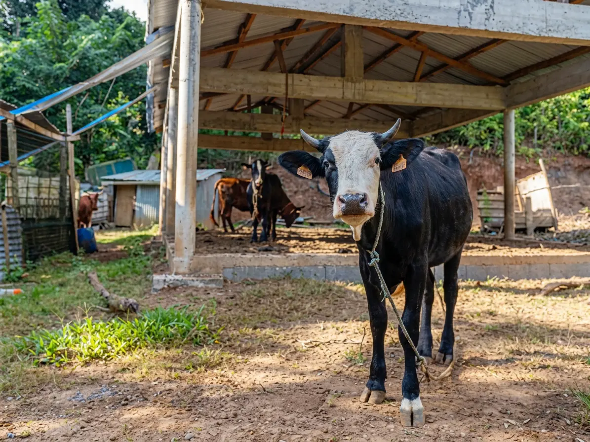 Les mesures agricoles Les mesures agricoles